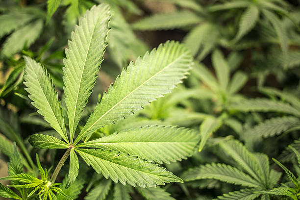 marijuana-leaf-of-indoor-garden-with-shallow-depth-of-field-picture-id481275298