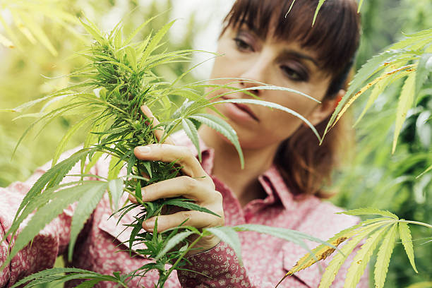 woman-holding-hemp-flowers-picture-id503160116